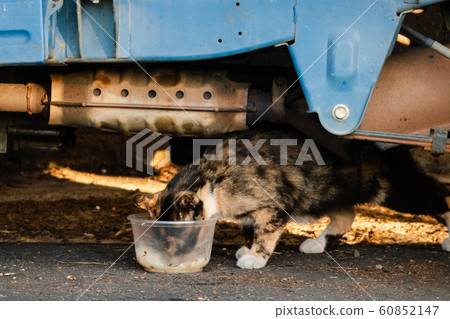 stray cat eat food stray cat eat food 60852147
