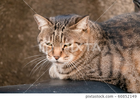 stray cat sit at a street 60852149