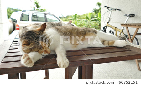 cute sleeping cat 60852151