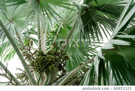 Closeup palm tree and bunch of plam fruit in 60853121