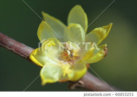 綻放出甜美的氣味 60853251