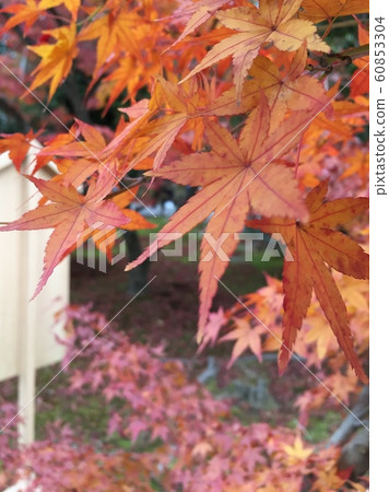 ~ Autumn in Kyoto ~ Landscape photography ~ Autumn in Kyoto ~ Landscape photography 60853304
