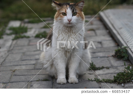 cat cat 60853437
