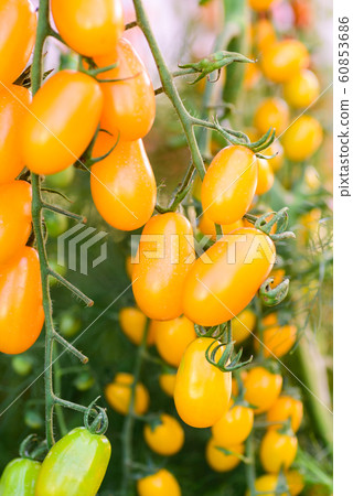 Yellow cherry tomato plant growing in organic vegetable garden 60853686