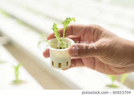 Hand holding small hydroponic vegetable plant in greenhouse farm 60853704