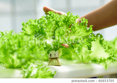 Hydroponic vegetable plant harvesting by hand 60853705