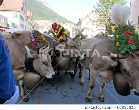 從阿爾卑斯牧場的母牛美麗的三角帽與花卉裝飾（梅爾，瑞士） 60853826