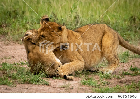 Lion cub lies biting throat of another 60854606