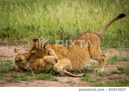 Lion cub lies biting neck of another 60854607