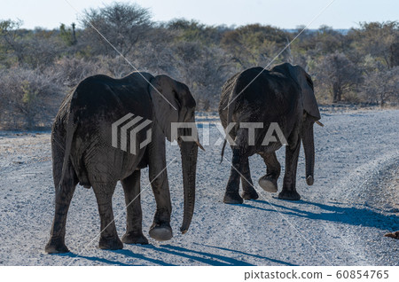 CLoseup of a group of African Elephants passing by 60854765