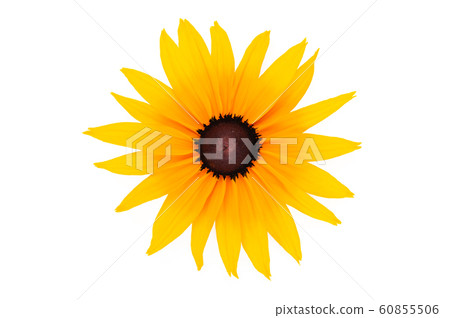Blooming Rudbeckia flower head Blooming Rudbeckia flower head 60855506