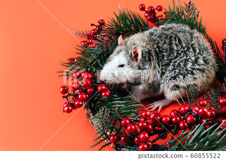 Gray-white beautiful thoroughbred rat sitting in a Christmas wreath 60855522