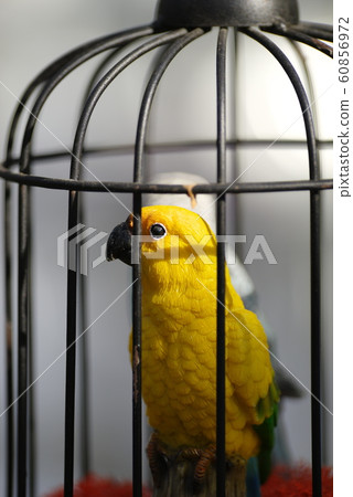 Toy birdcage Toy birdcage 60856972