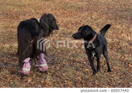 Labrador retriever and afghan hound in the park. Labrador retriever and afghan hound in the park. 60857440