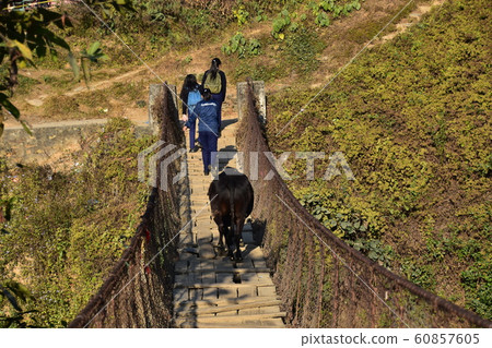 Nepalese schoolgirl and farmer cow crossing a suspension bridge in rural Pokhara, Nepal 60857605