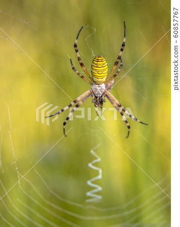 Wasp spider waiting for prey Wasp spider waiting for prey 60857767