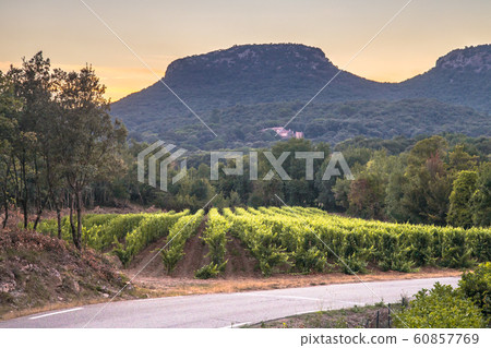 Vineyard at sunset in Cevennes Vineyard at sunset in Cevennes 60857769