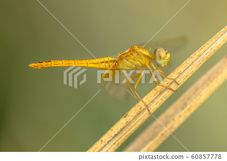 Southern Darter dragonfly Southern Darter dragonfly 60857778