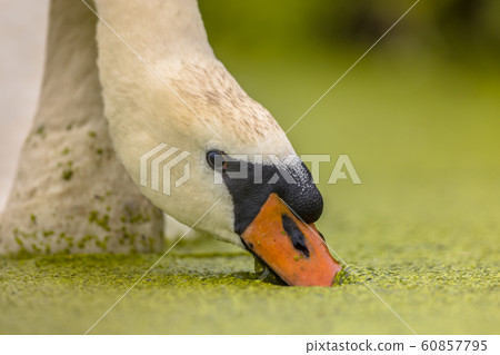 Mute swan eating duckweed Mute swan eating duckweed 60857795