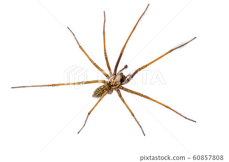 Giant house spider isolated on white background 60857808