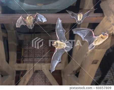 Four Flying pipistrelle bats in church tower 60857809