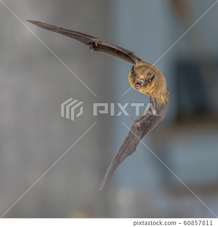 Flying pipistrelle bat trigger flash 60857811