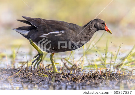 Common Moorhen running on bank 60857827