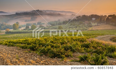 Young Chianti Vineyard in Tuscan Countryside, Young Chianti Vineyard in Tuscan Countryside, 60857848