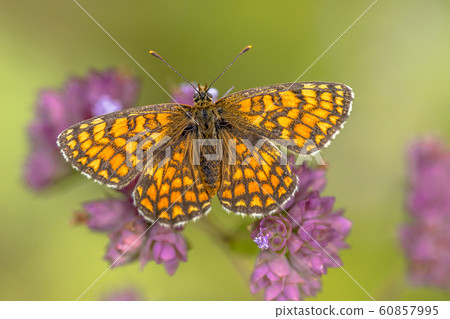 Meadow fritillary butterfly 60857995