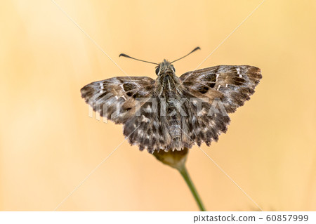 Mallow skipper butterfly 60857999