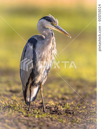 Grey heron waiting in wetland 60858014