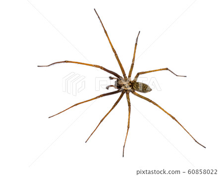 Giant house spider isolated on white background 60858022