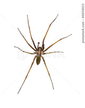 Giant house spider isolated on white background 60858023