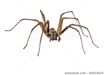 Giant house spider frontal isolated on white 60858024