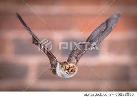 Flying Natterers bat isolated on brick background 60858030