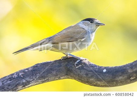 Eurasian blackcap on bright green background 60858042