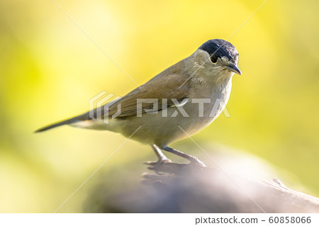 Eurasian blackcap on bright green background 60858066