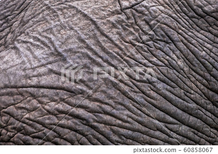 Elephant skin pattern Elephant skin pattern 60858067