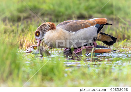 Egyptian goose bird couple mating Egyptian goose bird couple mating 60858068