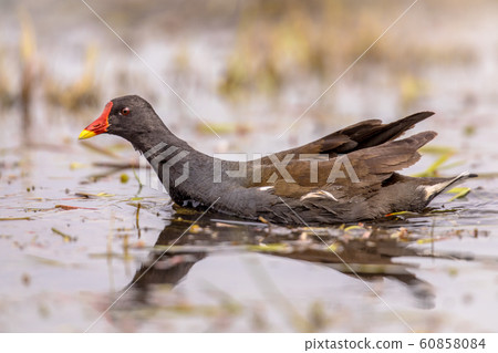 Common Moorhen swimming Common Moorhen swimming 60858084
