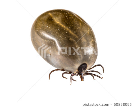 Castor Bean Tick Castor Bean Tick 60858095