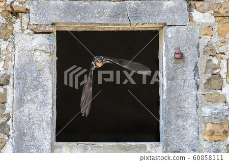Barn swallow flying through window Barn swallow flying through window 60858111