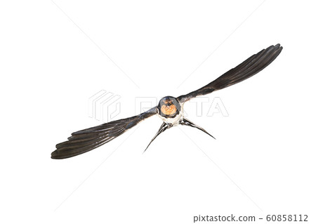 Barn swallow flying on white background Barn swallow flying on white background 60858112