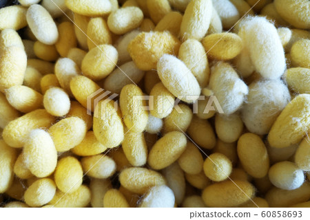 Yellow cocoon Natural products, silk cocoon texture background Yellow cocoon Natural products, silk cocoon texture background 60858693