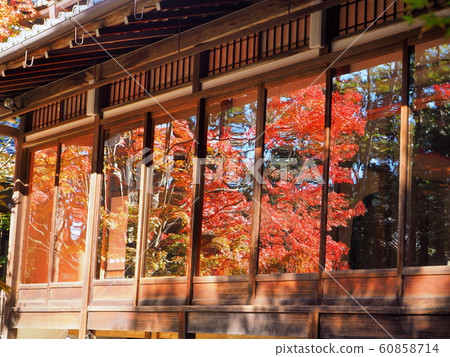 Autumn leaves at the peak of Kyoto Tenzuan in November Autumn leaves at the peak of Kyoto Tenzuan in November 60858714