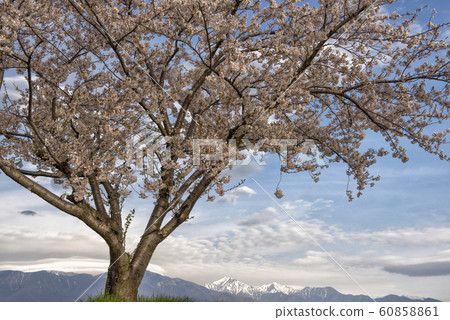 櫻花和北阿爾卑斯山 櫻花和北阿爾卑斯山 60858861