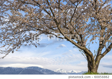 櫻花和北阿爾卑斯山 櫻花和北阿爾卑斯山 60858862