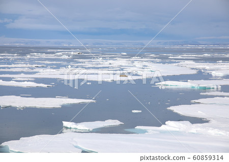 Arctic sea ice and walrus (Svalbard) Arctic sea ice and walrus (Svalbard) 60859314