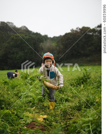 Daikon Dori 60859996