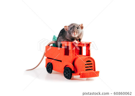 Gray thoroughbred rat sitting in the red felt machine Gray thoroughbred rat sitting in the red felt machine 60860062
